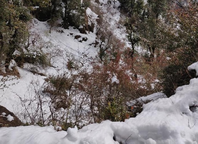 Deodar forest path
