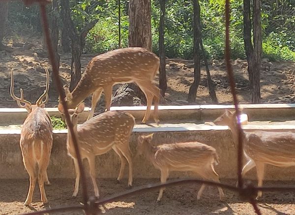 Deer in forest path